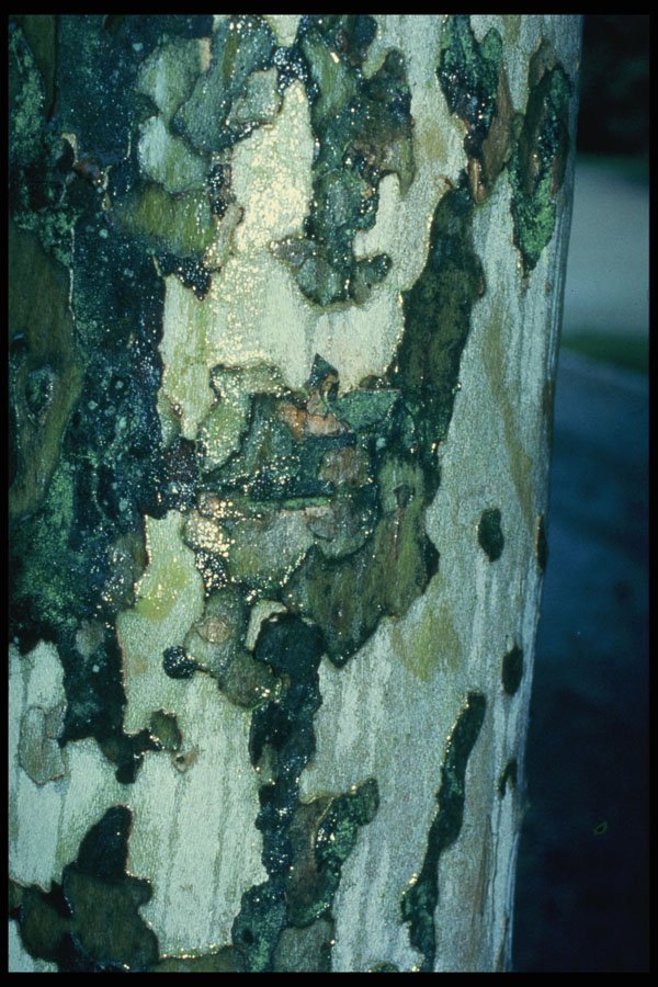 399017 Plane Tree A4 Photo Print