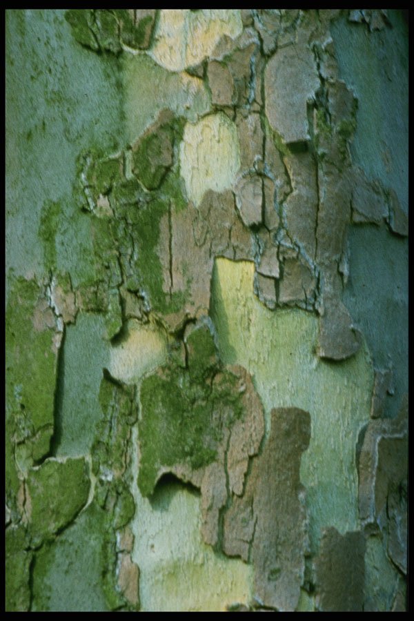 399018 Plane Tree A4 Photo Print