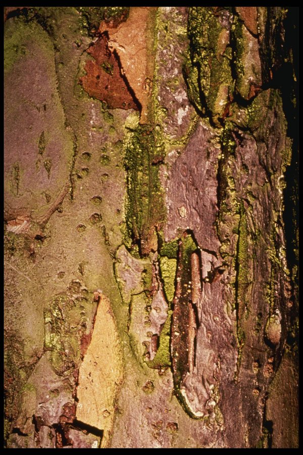 399019 Apple Tree A4 Photo Print