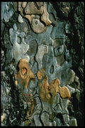399021 Pine Tree A4 Photo Print