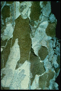 399022 Pine Tree A4 Photo Print