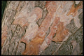399025 Pine Tree A4 Photo Print