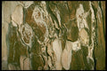 399026 Pine Tree A4 Photo Print