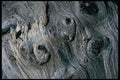399027 Yew A4 Photo Print