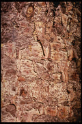 399028 Fir A4 Photo Print