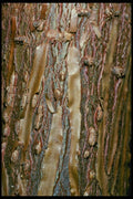 399029 Ficus Elastica A4 Photo Print