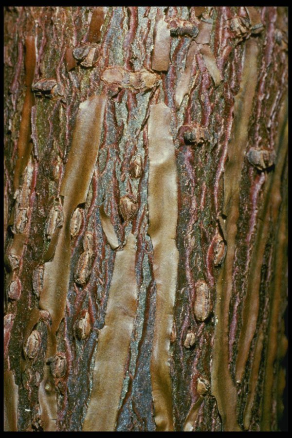 399029 Ficus Elastica A4 Photo Print