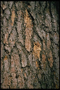 399030 Pine A4 Photo Print
