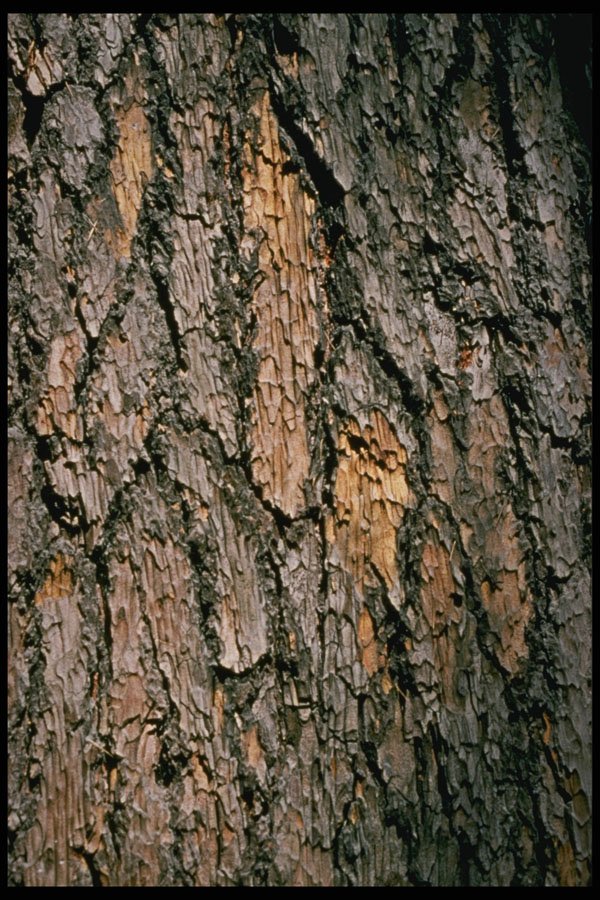 399030 Pine A4 Photo Print