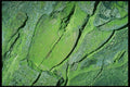 399031 Horse Chestnut A4 Photo Print