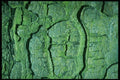 399032 Horse Chestnut A4 Photo Print