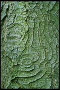 399033 Horse Chestnut A4 Photo Print