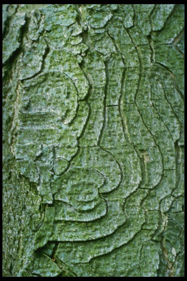 399033 Horse Chestnut A4 Photo Print