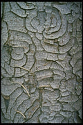 399034 Horse Chestnut A4 Photo Print