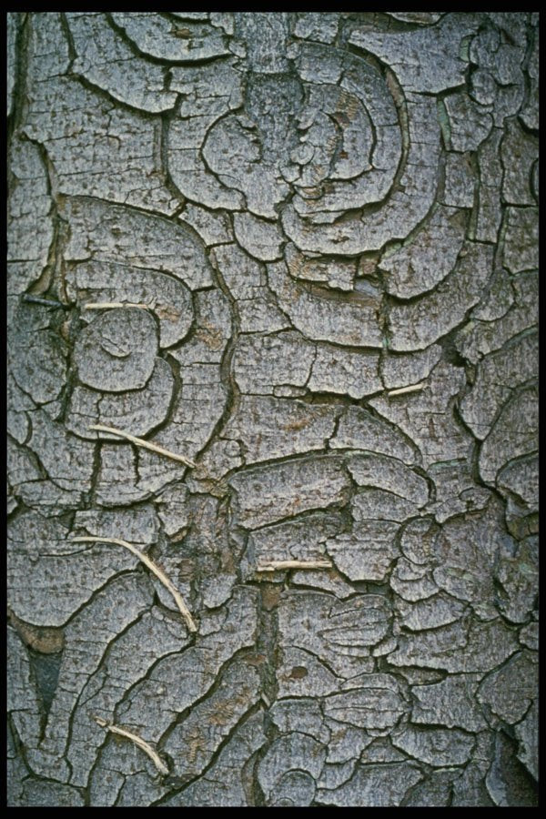 399034 Horse Chestnut A4 Photo Print