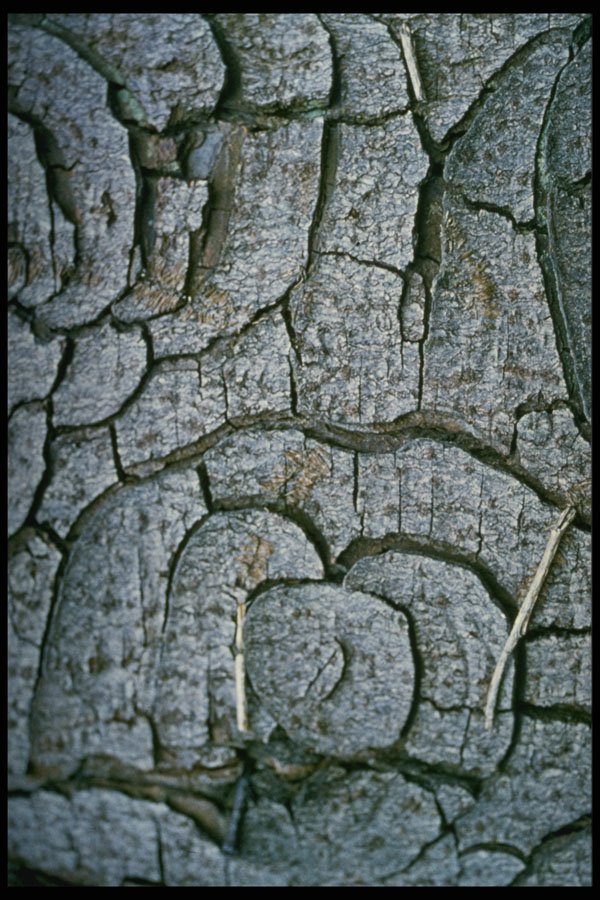 399035 Horse Chestnut A4 Photo Print