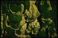 399040 Horse Chestnut A4 Photo Print