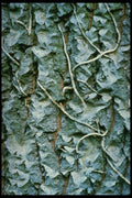 399043 Poplar A4 Photo Print
