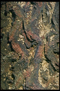 399046 False Acacia A4 Photo Print