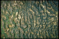 399047 Box Tree A4 Photo Print