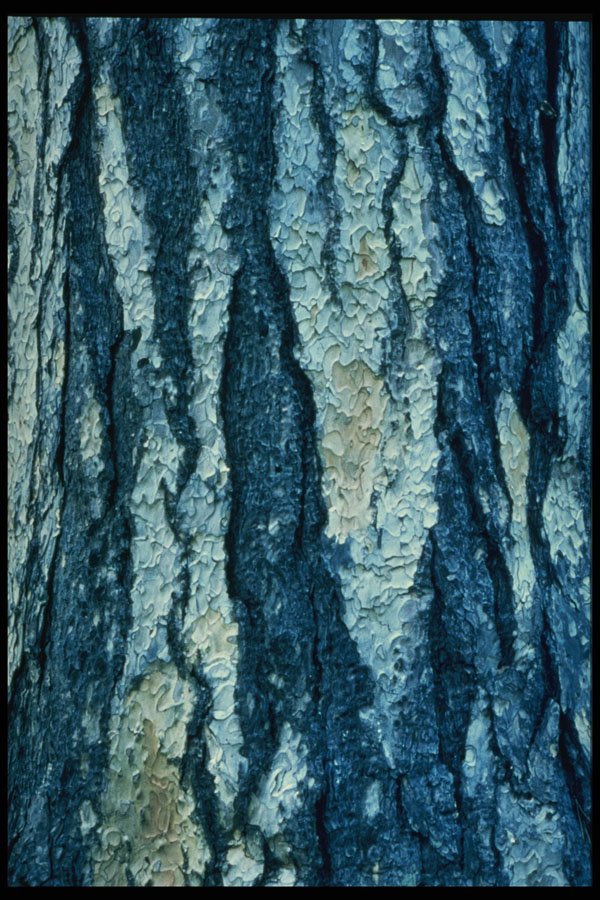 399050 Pine A4 Photo Print