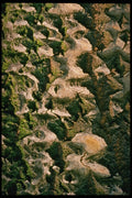 399052 Poplar A4 Photo Print