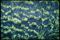 399053 Fir A4 Photo Print