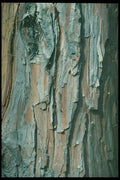 399054 Sequoia A4 Photo Print