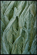 399055 Poplar A4 Photo Print