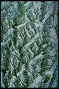 399056 Poplar A4 Photo Print