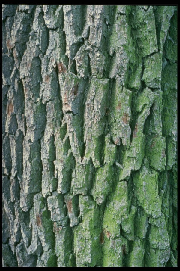 399057 Ash Tree A4 Photo Print