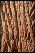 399058 False Acacia A4 Photo Print