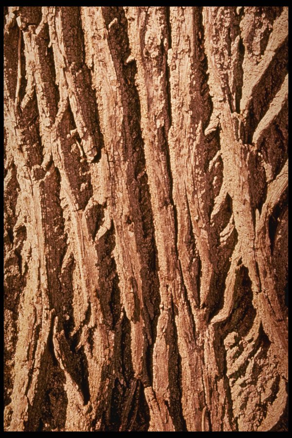399058 False Acacia A4 Photo Print