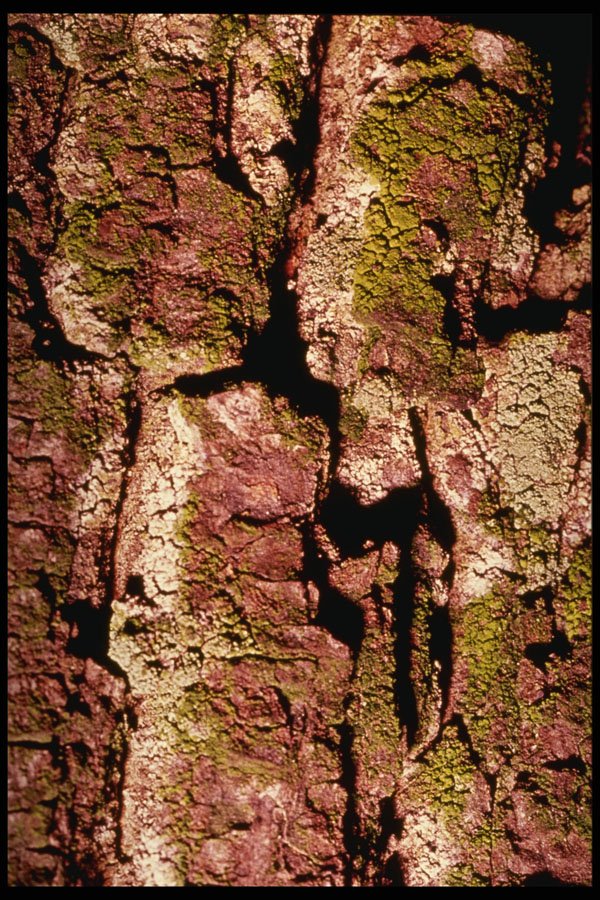 399060 Horse Chestnut A4 Photo Print