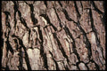 399062 Oak A4 Photo Print