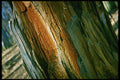 399065 Birch A4 Photo Print