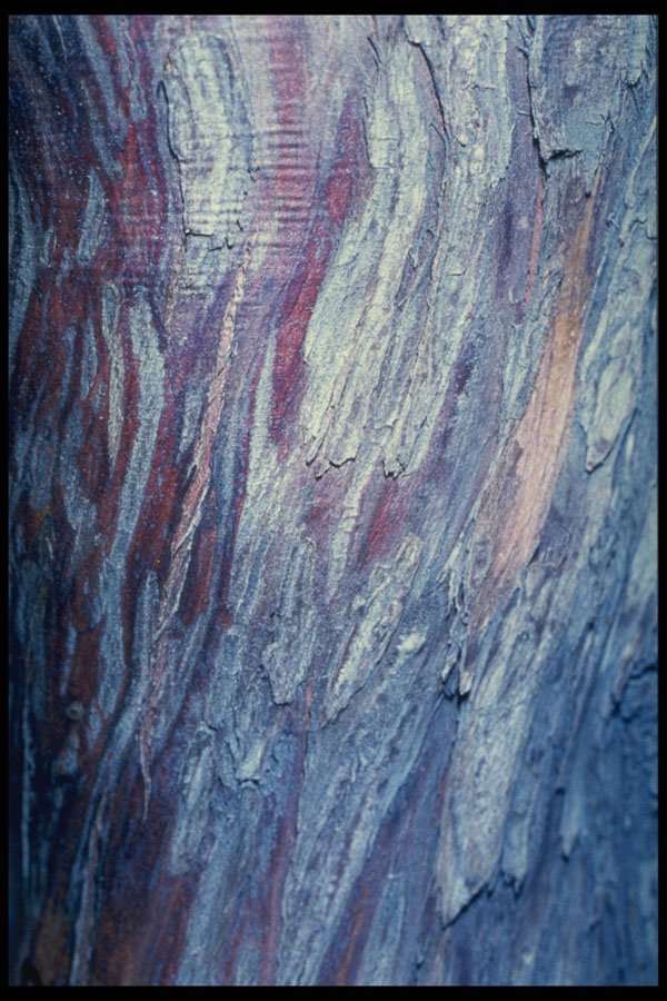 399066 Yew A4 Photo Print