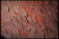 399068 Cypress A4 Photo Print