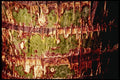 399069 Palm Tree A4 Photo Print