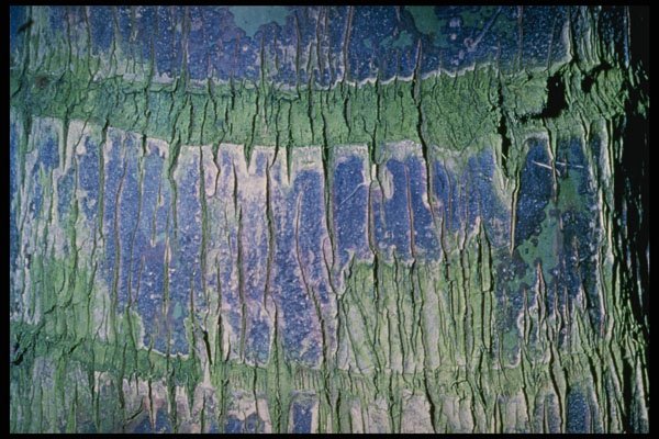 399075 Palm Tree A4 Photo Print
