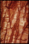 399086 Dracaena A4 Photo Print