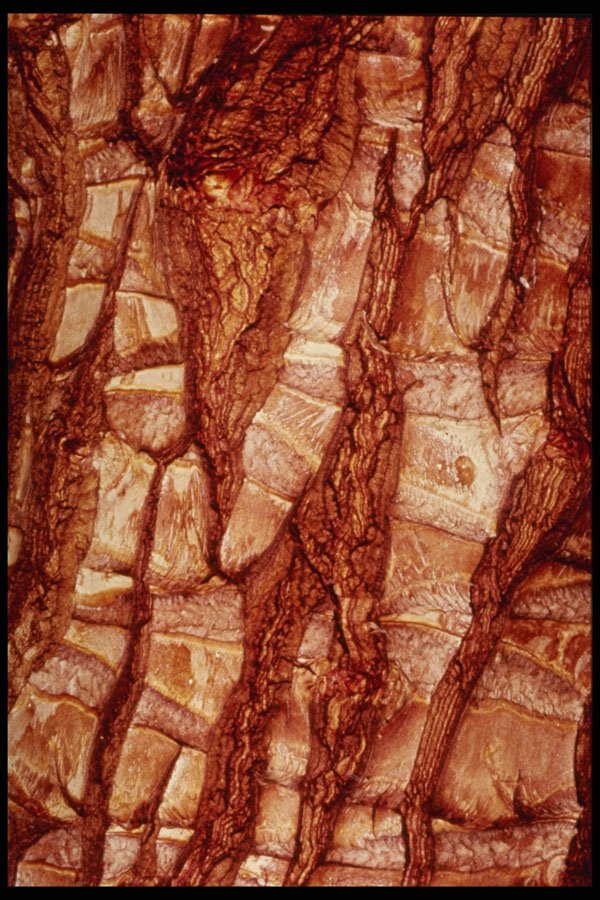 399086 Dracaena A4 Photo Print