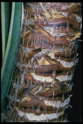 399087 Yucca A4 Photo Print