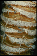 399088 Yucca A4 Photo Print