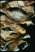 399089 Aroid A4 Photo Print