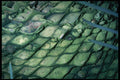 399093 Cycad A4 Photo Print