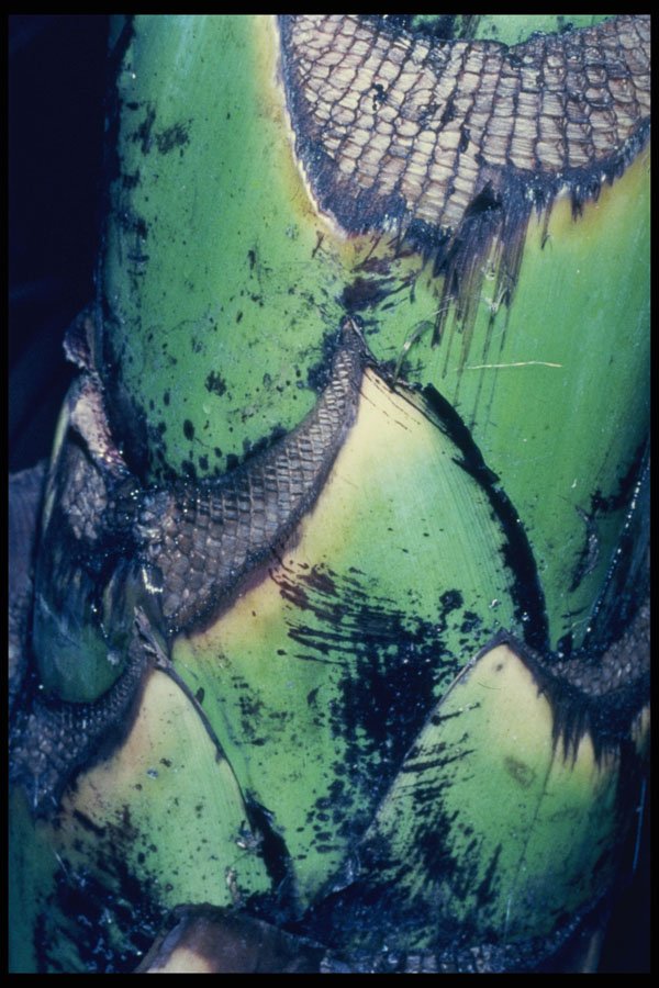 399094 Banana Tree A4 Photo Print