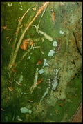 399095 Banana Tree A4 Photo Print