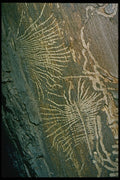 399096 Fir Engraved By A Parasite A4 Photo Print