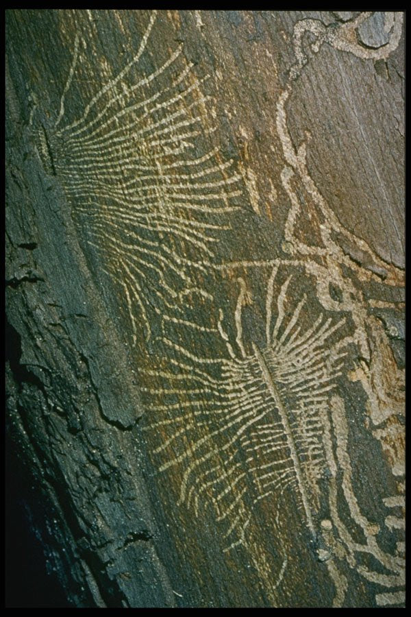 399096 Fir Engraved By A Parasite A4 Photo Print